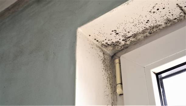 Mold Odor Removal Services in Crookston, MN