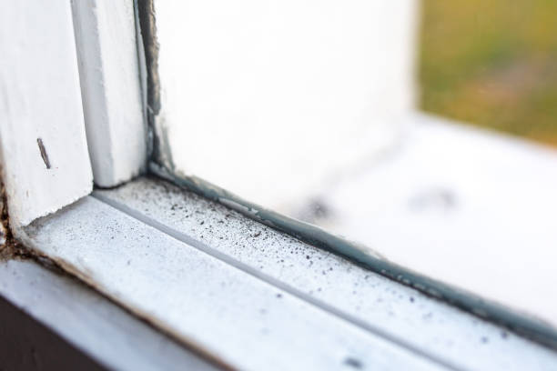 Best Mold Documentation for Insurance Claims  in Crookston, MN