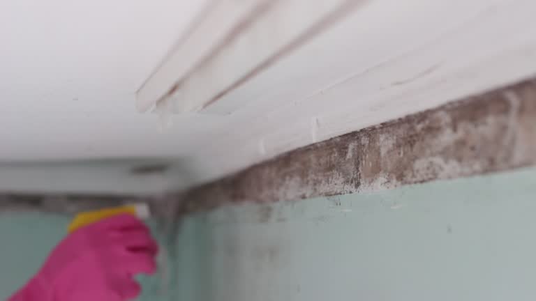 Mold Documentation for Insurance Claims in Crookston, MN